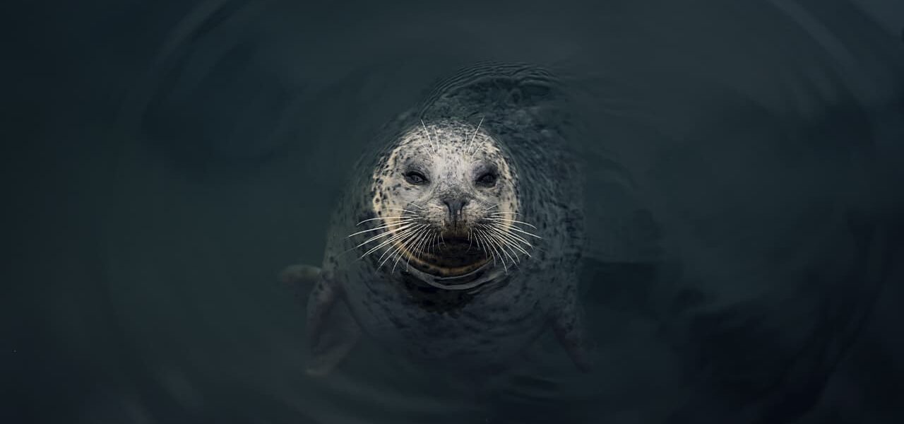 Seal