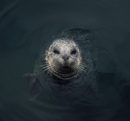 Seal