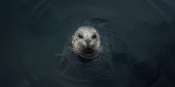 Seal