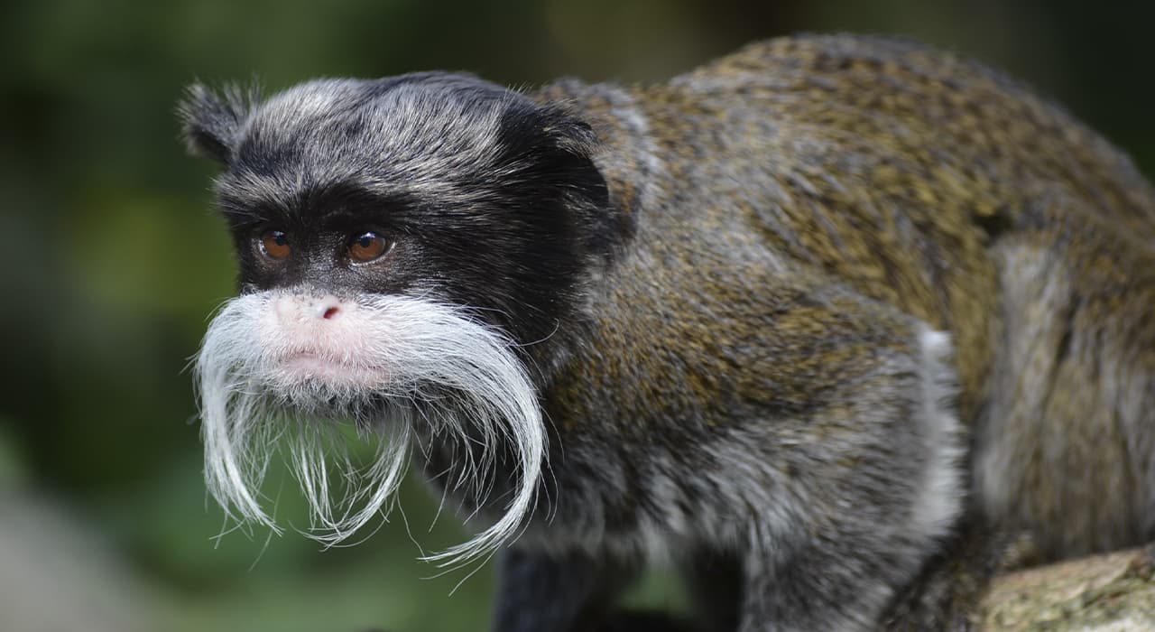 Imperial tamarin Prof AsBehavior of Ani