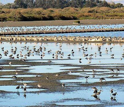 Virtue for birdwatchers