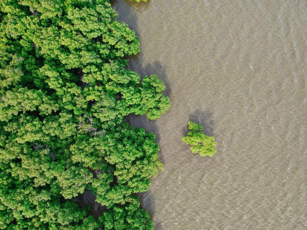 Mangroves plants