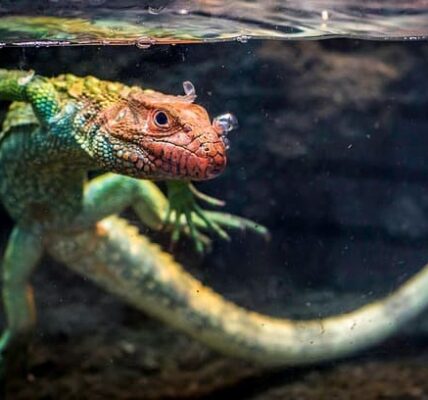caiman-lizard