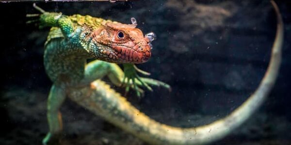 caiman-lizard
