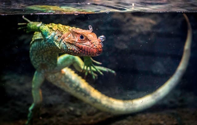 caiman-lizard